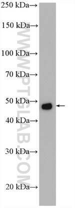 FDXR Antibody in Western Blot (WB)