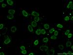 SFPQ Antibody in Immunocytochemistry (ICC/IF)