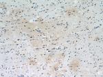 SFPQ Antibody in Immunohistochemistry (Paraffin) (IHC (P))