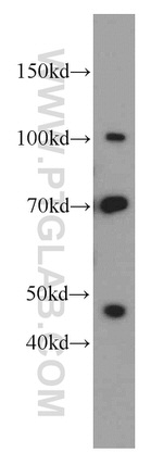 SFPQ Antibody in Western Blot (WB)