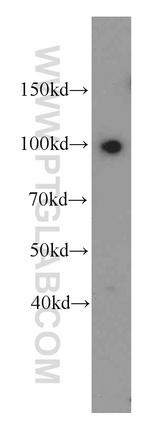 SFPQ Antibody in Western Blot (WB)