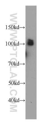 SFPQ Antibody in Western Blot (WB)