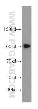 SFPQ Antibody in Western Blot (WB)