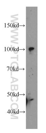 SFPQ Antibody in Western Blot (WB)