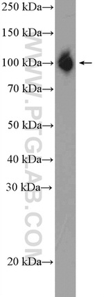 SFPQ Antibody in Western Blot (WB)