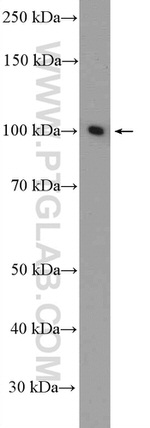 SFPQ Antibody in Western Blot (WB)