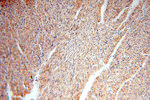 NDUFB10 Antibody in Immunohistochemistry (Paraffin) (IHC (P))