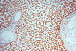 NDUFB10 Antibody in Immunohistochemistry (Paraffin) (IHC (P))