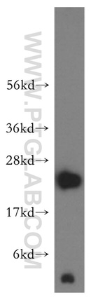 NDUFB10 Antibody in Western Blot (WB)