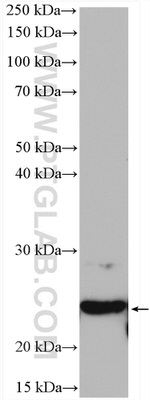 SELS Antibody in Western Blot (WB)