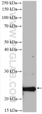 SELS Antibody in Western Blot (WB)