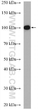 MCM3 Antibody in Western Blot (WB)