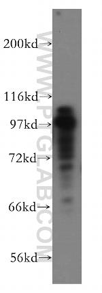 MCM3 Antibody in Western Blot (WB)