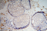 RPS16 Antibody in Immunohistochemistry (Paraffin) (IHC (P))