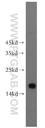 RPS16 Antibody in Western Blot (WB)