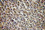 HMGB2 Antibody in Immunohistochemistry (Paraffin) (IHC (P))