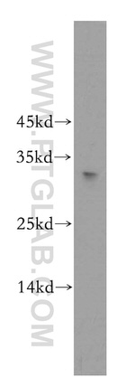 RNASEH1 Antibody in Western Blot (WB)