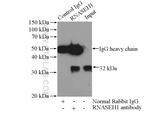 RNASEH1 Antibody in Immunoprecipitation (IP)