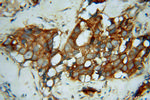 OXSR1 Antibody in Immunohistochemistry (Paraffin) (IHC (P))