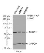 OXSR1 Antibody in Western Blot (WB)