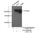 Fibronectin Antibody in Immunoprecipitation (IP)