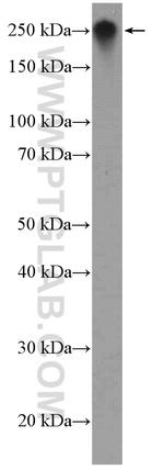 Fibronectin Antibody in Western Blot (WB)