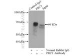 PRC1 Antibody in Immunoprecipitation (IP)