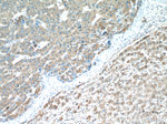 NSFL1C Antibody in Immunohistochemistry (Paraffin) (IHC (P))