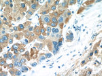 NSFL1C Antibody in Immunohistochemistry (Paraffin) (IHC (P))