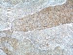 NSFL1C Antibody in Immunohistochemistry (Paraffin) (IHC (P))