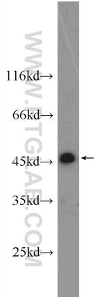 NSFL1C Antibody in Western Blot (WB)