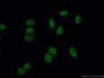 RNF40 Antibody in Immunocytochemistry (ICC/IF)