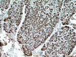 Carboxypeptidase A2 Antibody in Immunohistochemistry (Paraffin) (IHC (P))