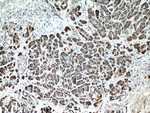 Carboxypeptidase A2 Antibody in Immunohistochemistry (Paraffin) (IHC (P))