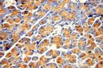 Carboxypeptidase A2 Antibody in Immunohistochemistry (Paraffin) (IHC (P))