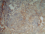 EXOSC5 Antibody in Immunohistochemistry (Paraffin) (IHC (P))