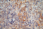 EXOSC5 Antibody in Immunohistochemistry (Paraffin) (IHC (P))