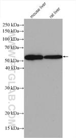 GCK Antibody in Western Blot (WB)