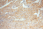 ACOT2 Antibody in Immunohistochemistry (Paraffin) (IHC (P))