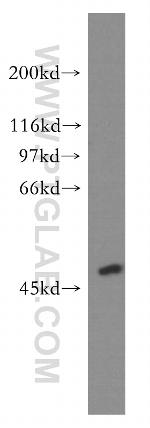 ACOT2 Antibody in Western Blot (WB)