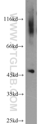 ACOT2 Antibody in Western Blot (WB)