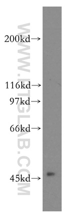 ACOT2 Antibody in Western Blot (WB)