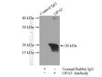 OPA3 Antibody in Immunoprecipitation (IP)