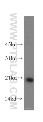OPA3 Antibody in Western Blot (WB)
