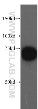 DUS3L Antibody in Western Blot (WB)