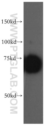 DUS3L Antibody in Western Blot (WB)