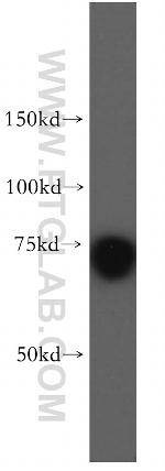 DUS3L Antibody in Western Blot (WB)