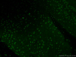 POM121 Antibody in Immunohistochemistry (PFA fixed) (IHC (PFA))