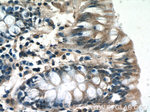 POM121 Antibody in Immunohistochemistry (Paraffin) (IHC (P))