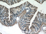 POM121 Antibody in Immunohistochemistry (Paraffin) (IHC (P))